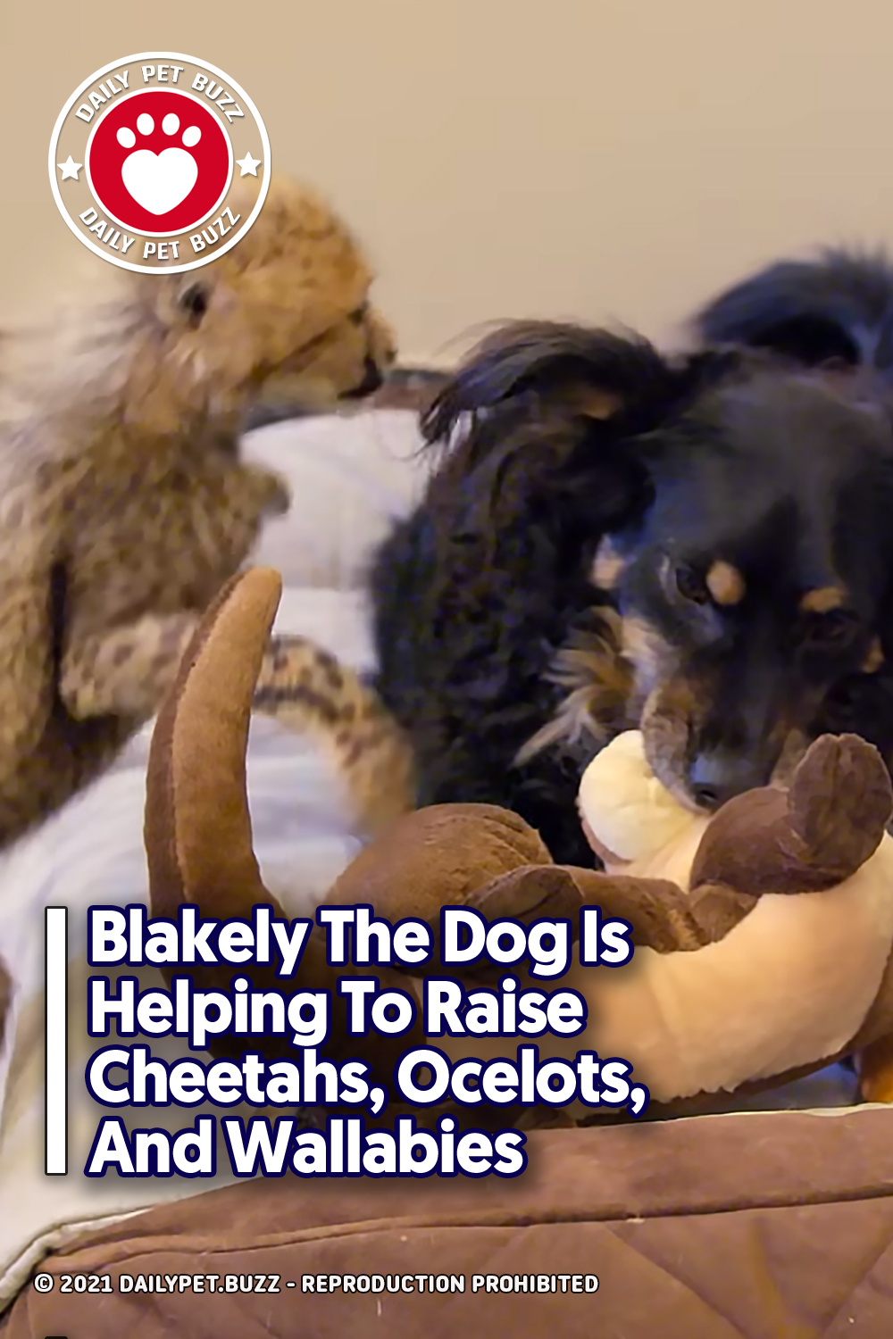 Blakely The Dog Is Helping To Raise Cheetahs, Ocelots, And Wallabies
