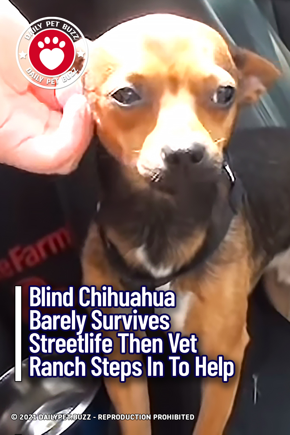 Blind Chihuahua Barely Survives Streetlife Then Vet Ranch Steps In To Help