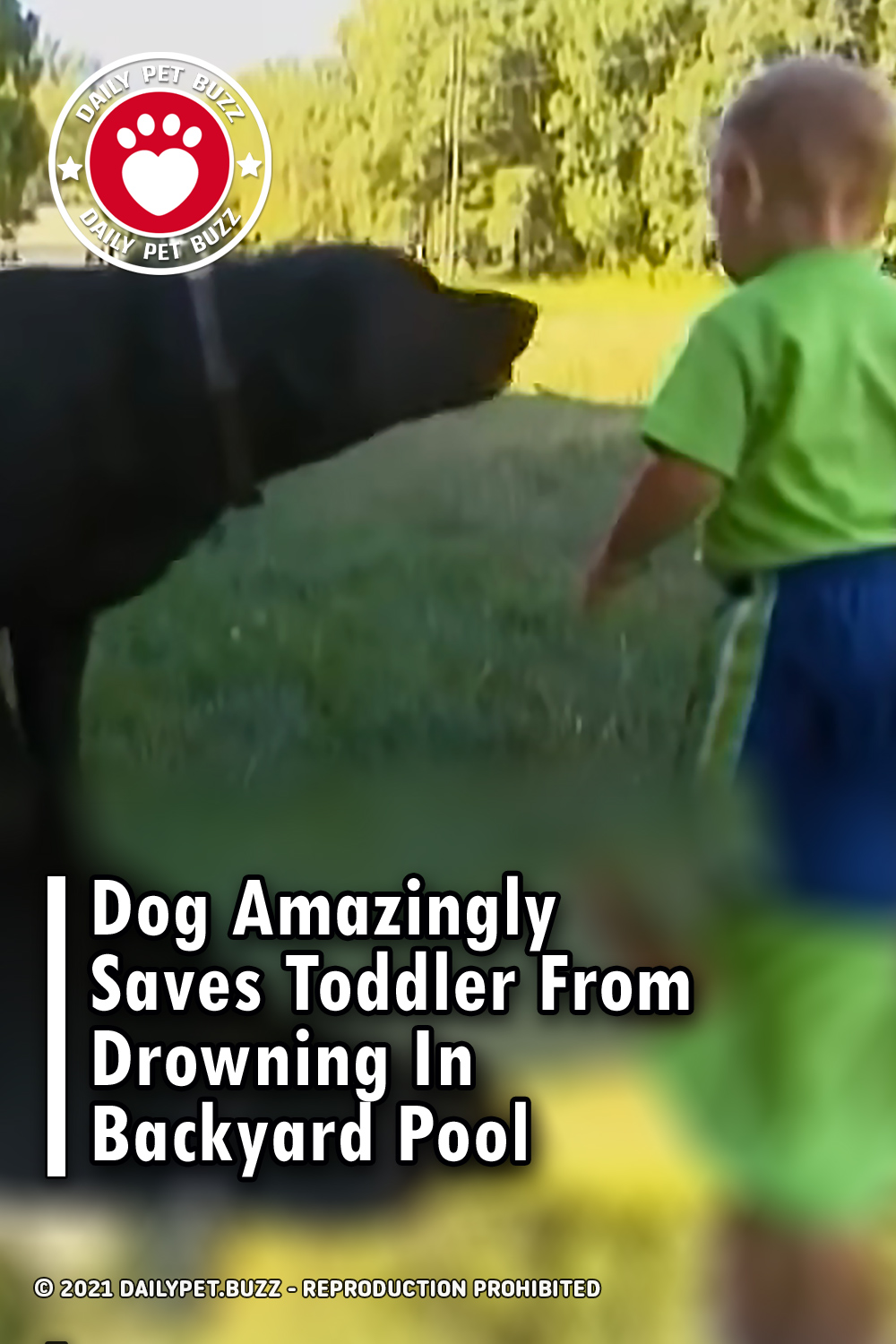 Dog Amazingly Saves Toddler From Drowning In Backyard Pool