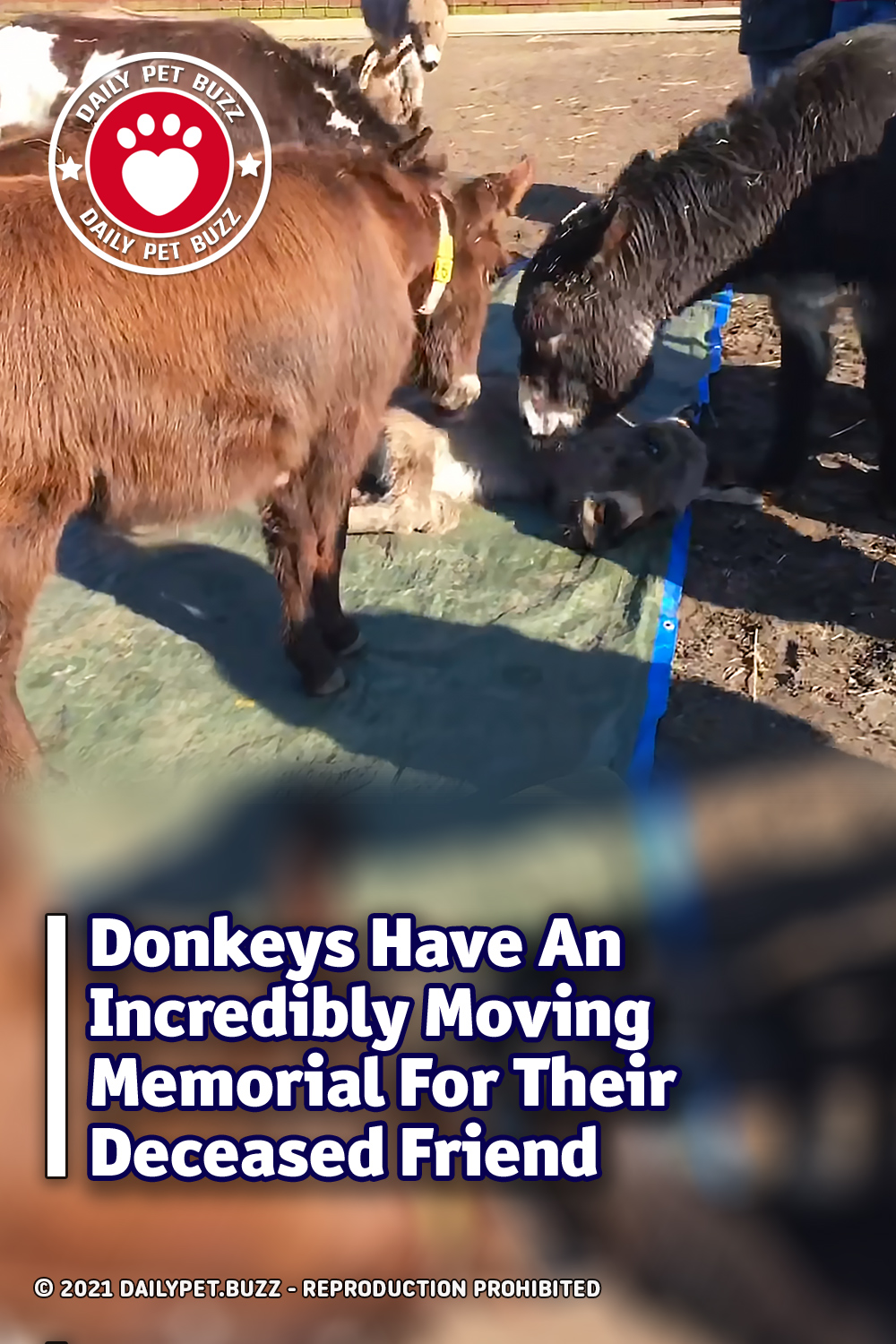 Donkeys Have An Incredibly Moving Memorial For Their Deceased Friend