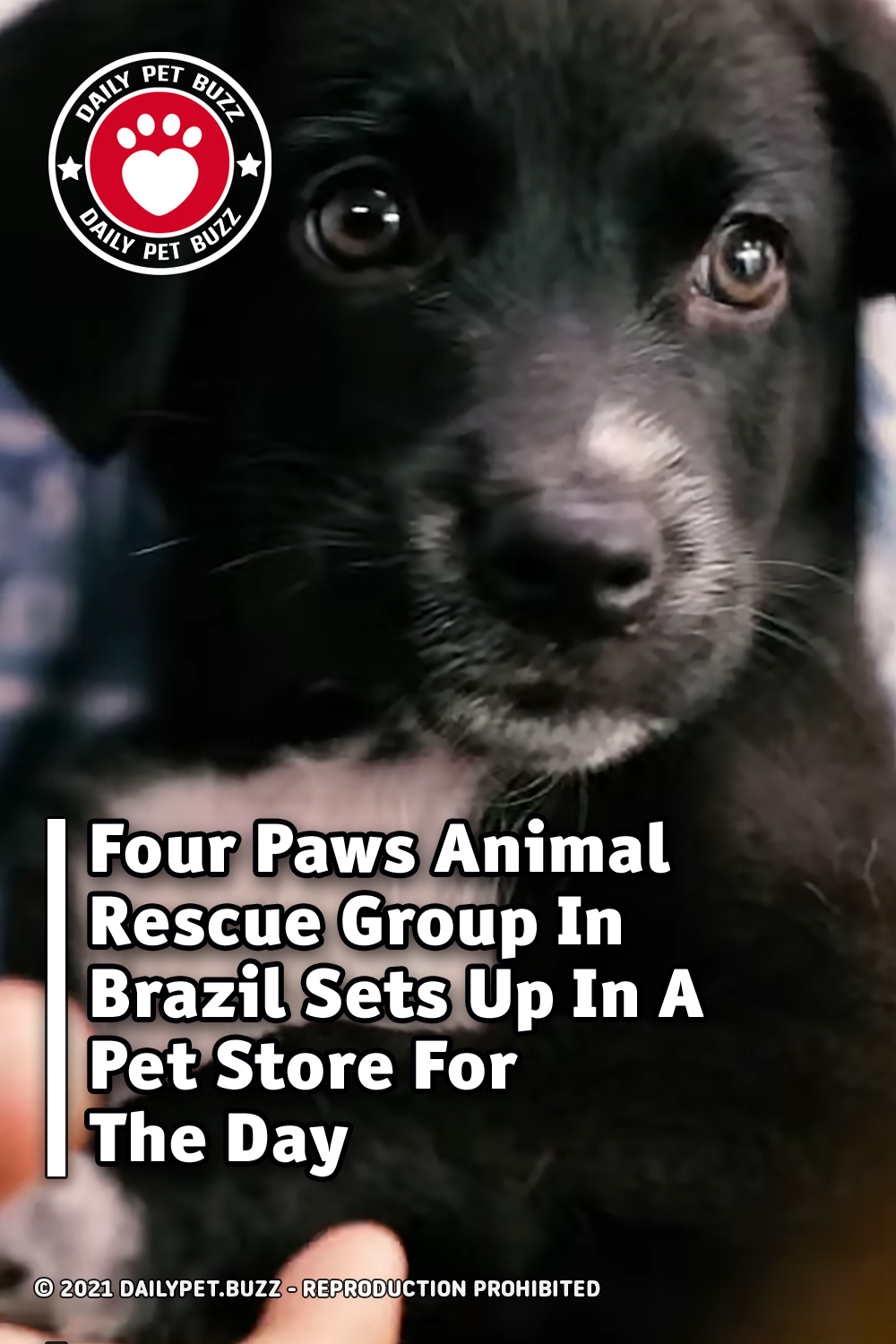 Four Paws Animal Rescue Group In Brazil Sets Up In A Pet Store For The Day
