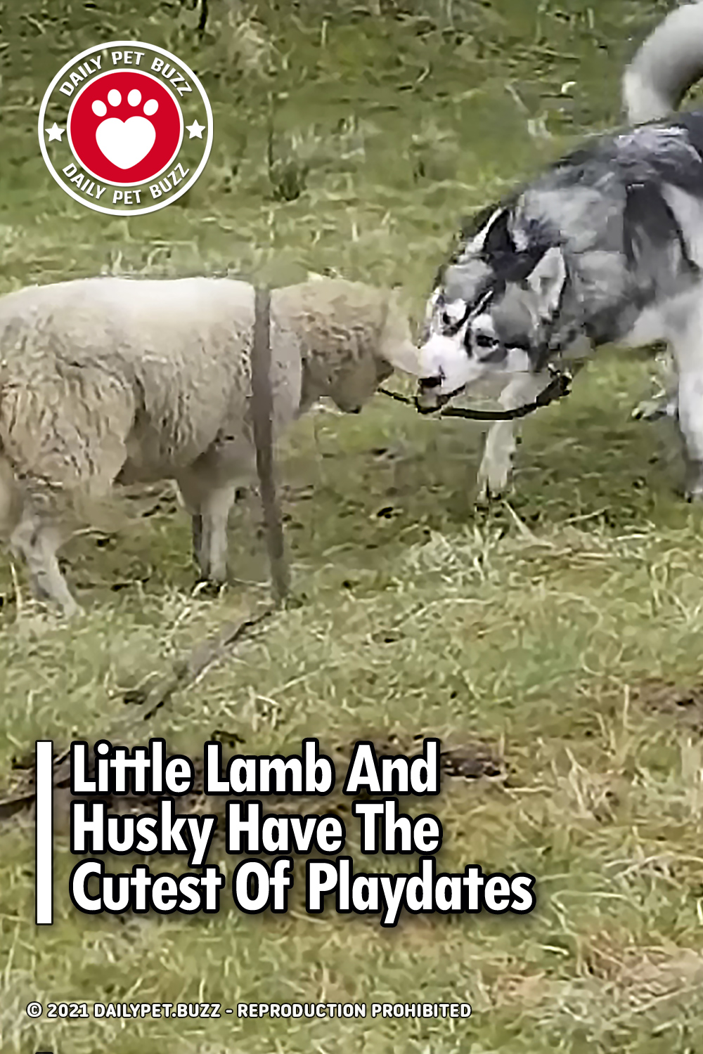 Little Lamb And Husky Have The Cutest Of Playdates