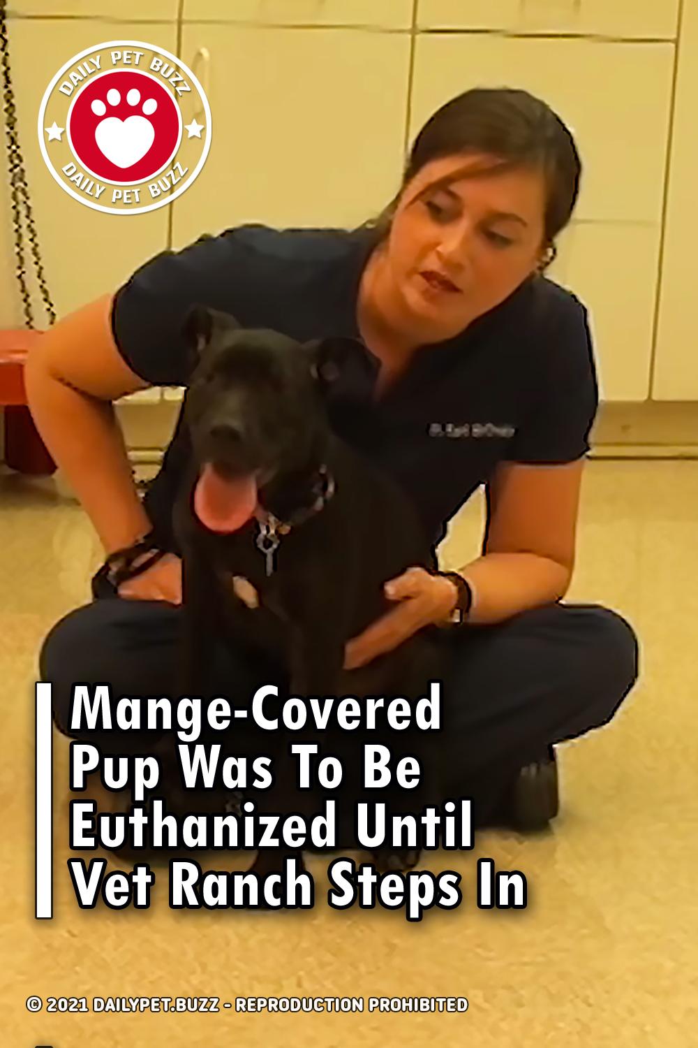 Mange-Covered Pup Was To Be Euthanized Until Vet Ranch Steps In