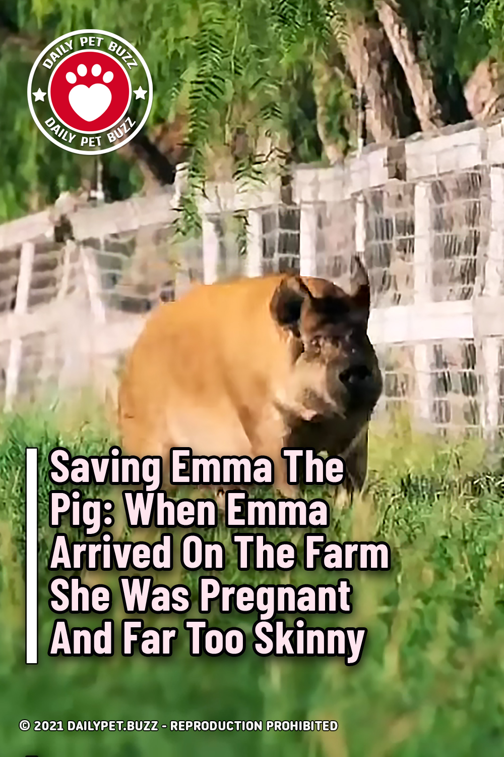 Saving Emma The Pig: When Emma Arrived On The Farm She Was Pregnant And Far Too Skinny