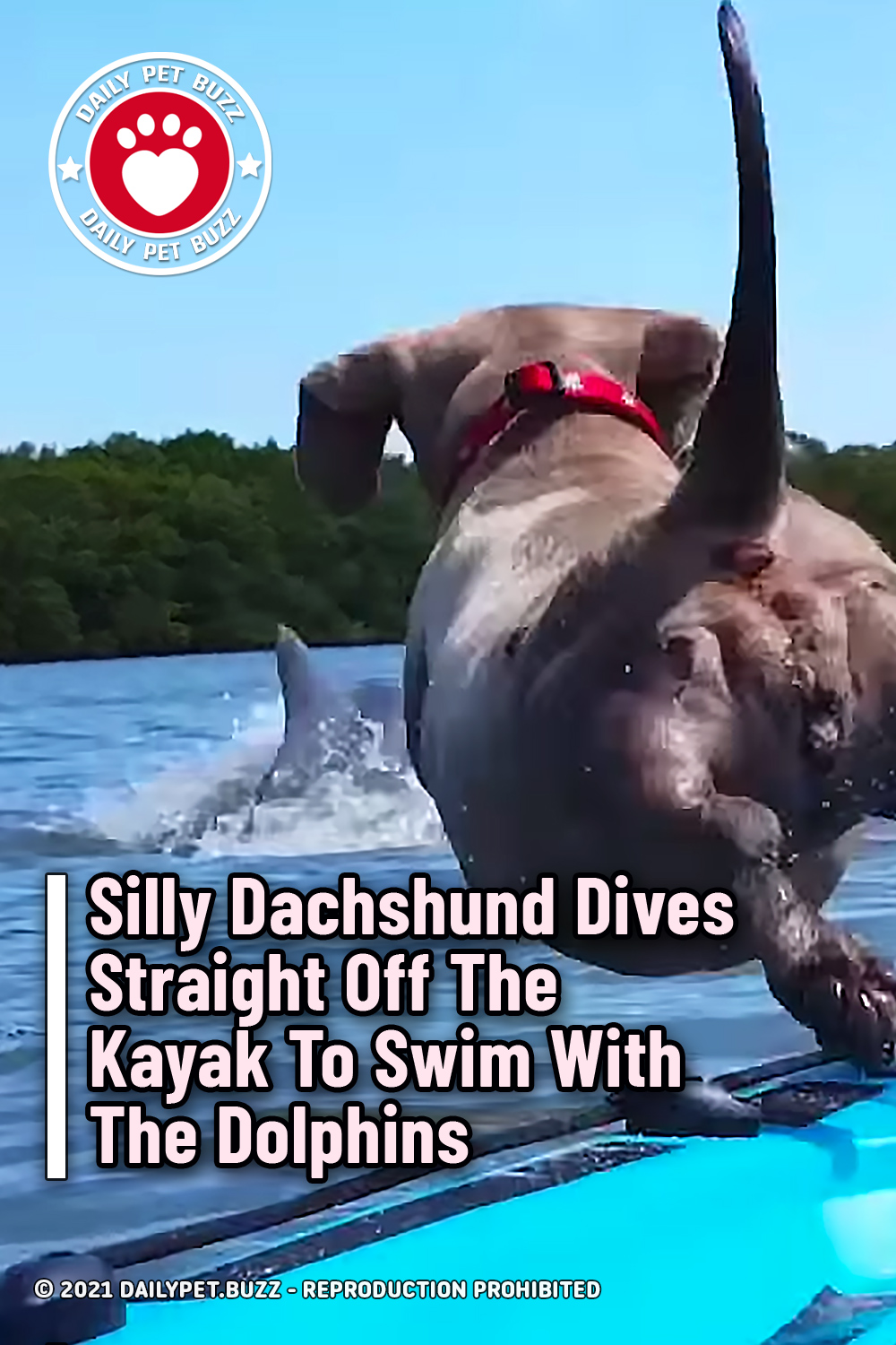 Silly Dachshund Dives Straight Off The Kayak To Swim With The Dolphins