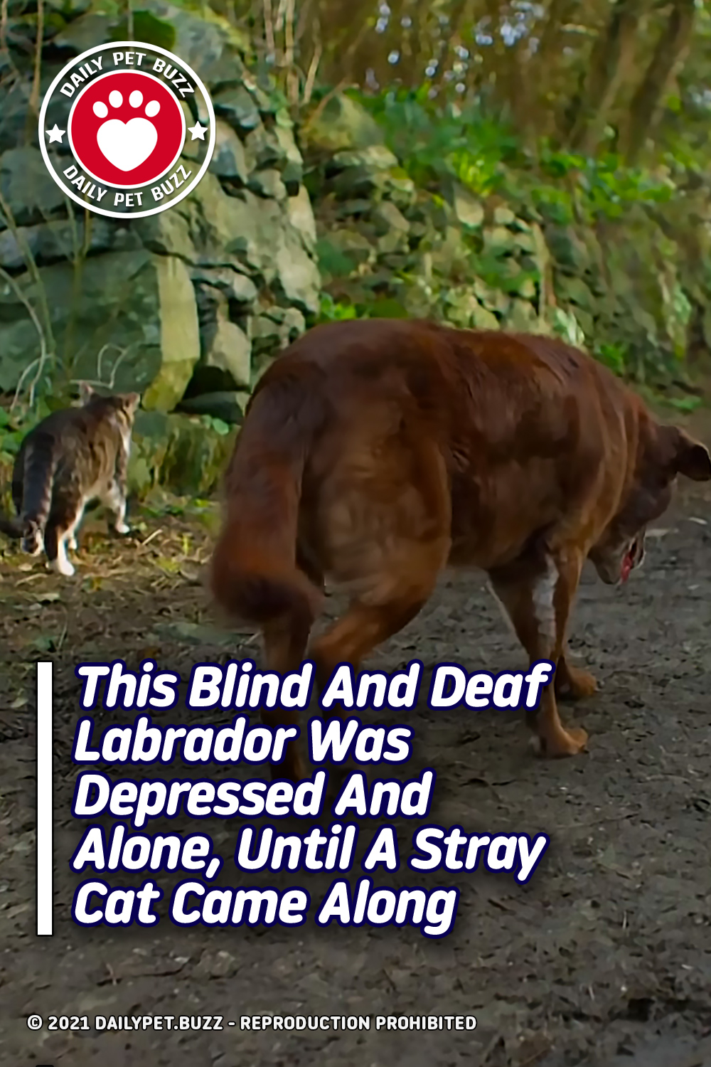 This Blind And Deaf Labrador Was Depressed And Alone Until A Stray Cat Came Along