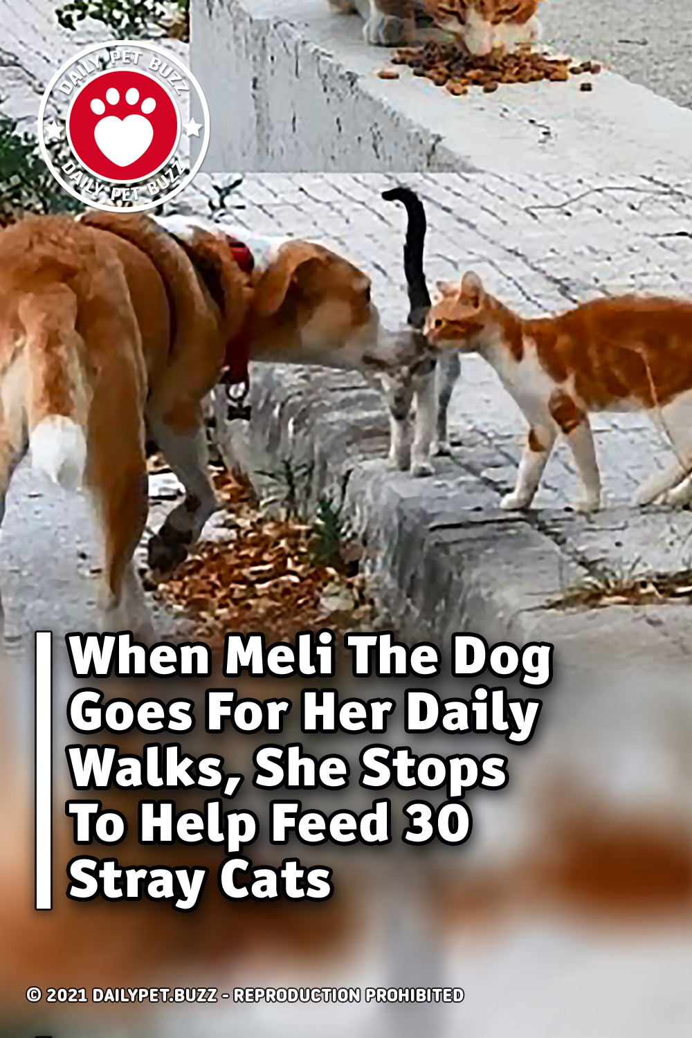 When Meli The Dog Goes For Her Daily Walks, She Stops To Help Feed 30 Stray Cats