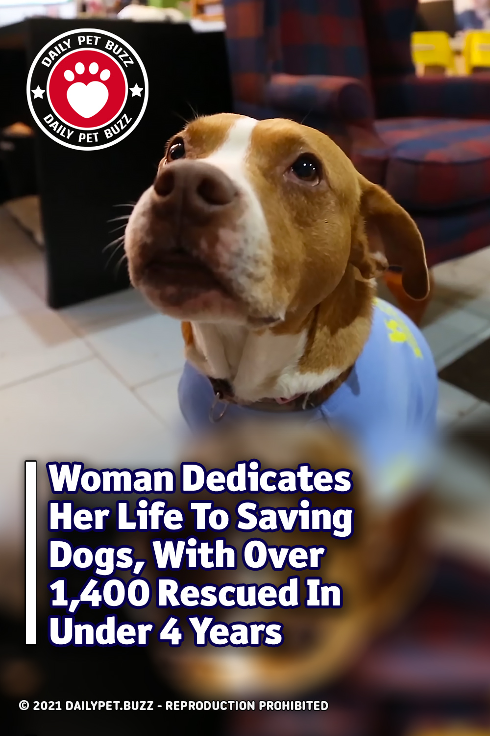 Woman Dedicates Her Life To Saving Dogs, With Over 1,400 Rescued In Under 4 Years