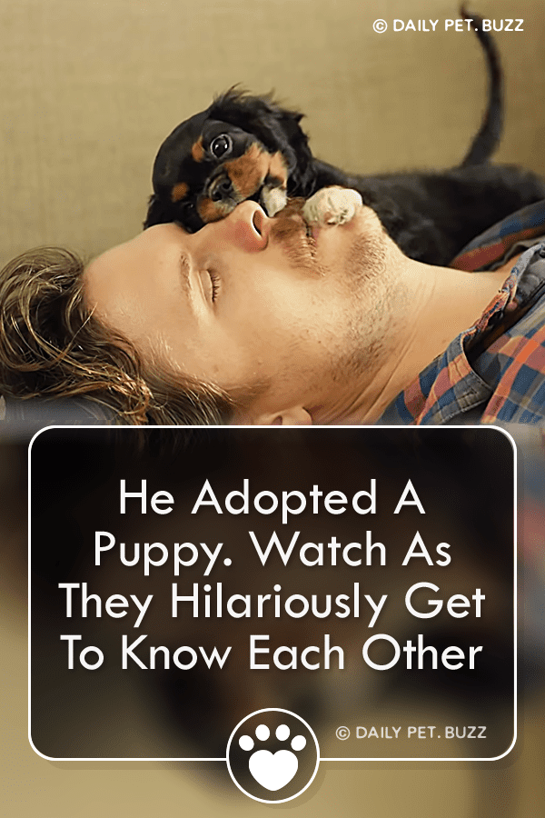 He Adopted A Puppy. Watch As They Hilariously Get To Know Each Other