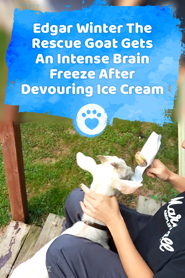 Edgar Winter The Rescue Goat Gets An Intense Brain Freeze After Devouring Ice Cream