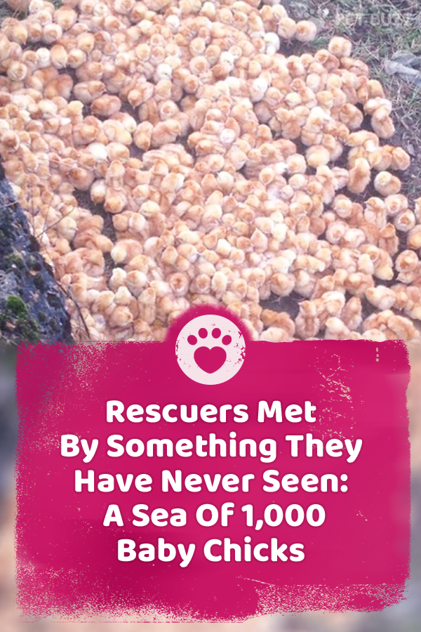 Rescuers Met By Something They Have Never Seen: A Sea Of 1,000 Baby Chicks