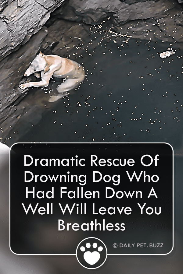 Dramatic Rescue Of Drowning Dog Who Had Fallen Down A Well Will Leave You Breathless
