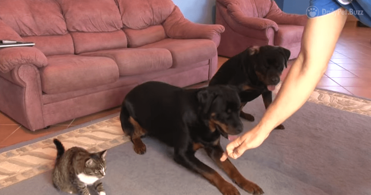 Clever Cat Will Not be Outdone by Her Canine Friends Showing Off