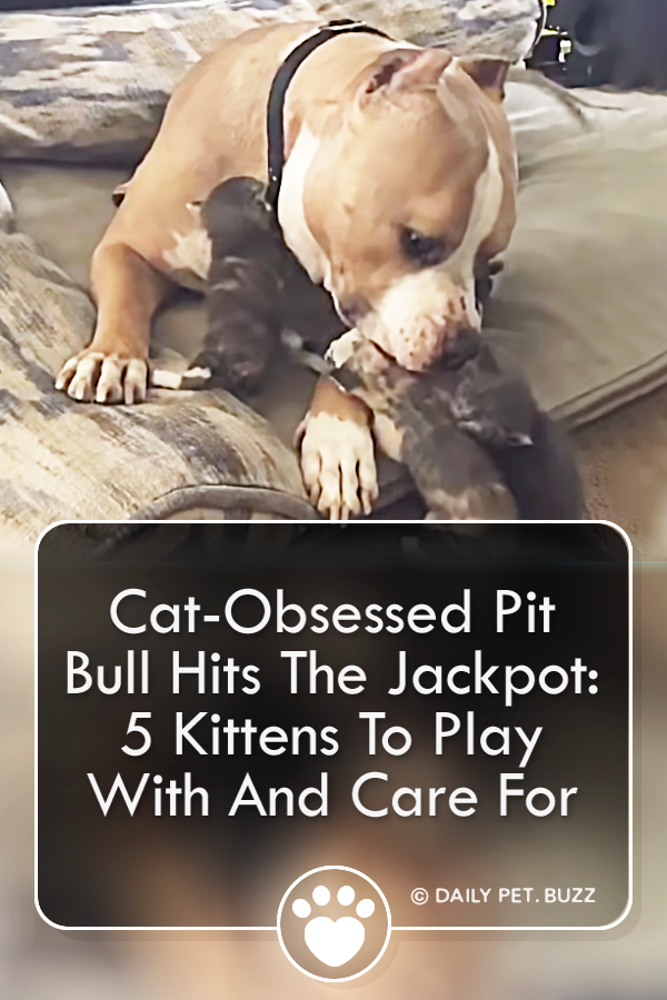 Cat-Obsessed Pit Bull Hits The Jackpot: 5 Kittens To Play With And Care For