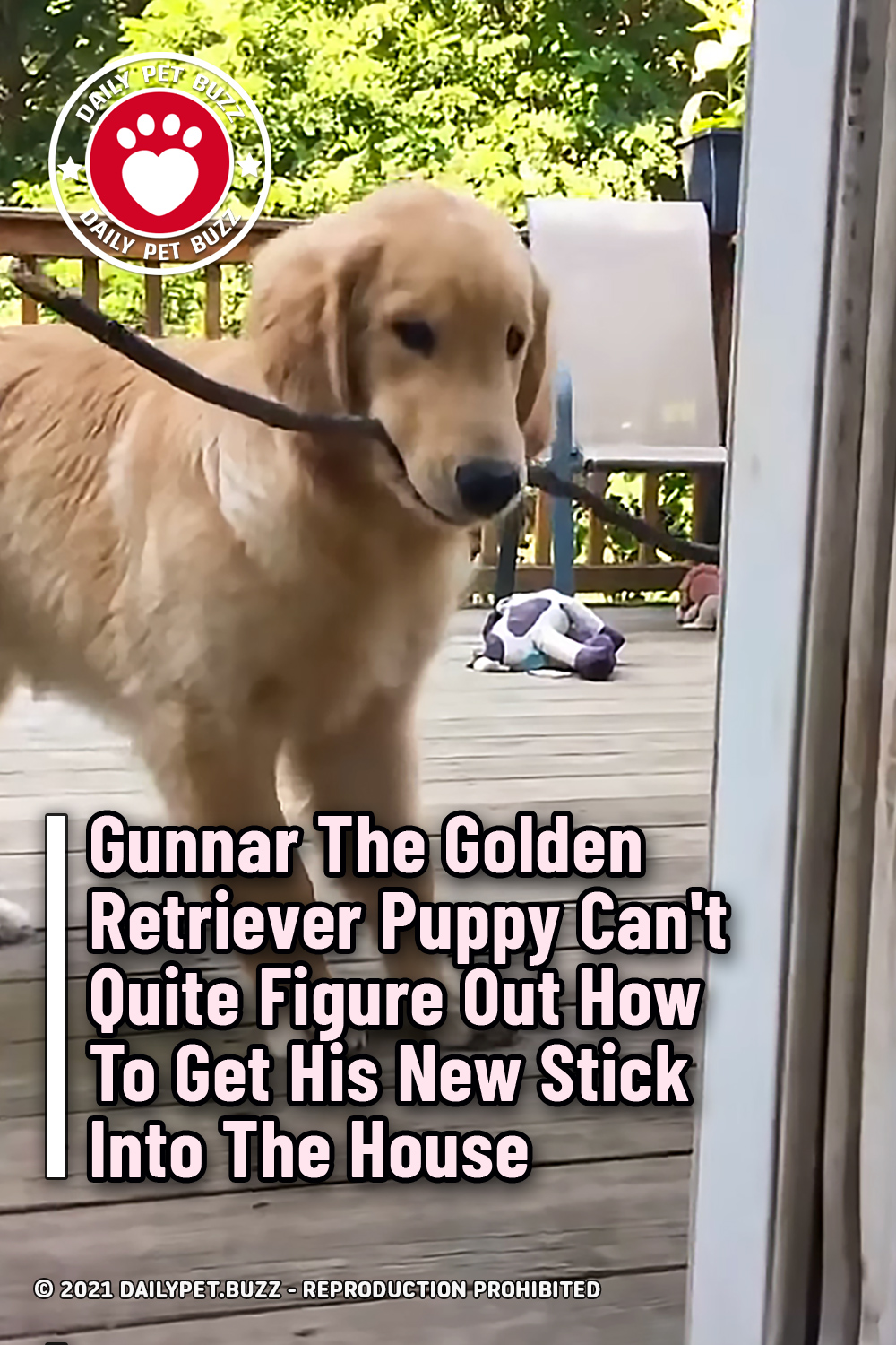 Gunnar The Golden Retriever Puppy Can\'t Quite Figure Out How To Get His New Stick Into The House