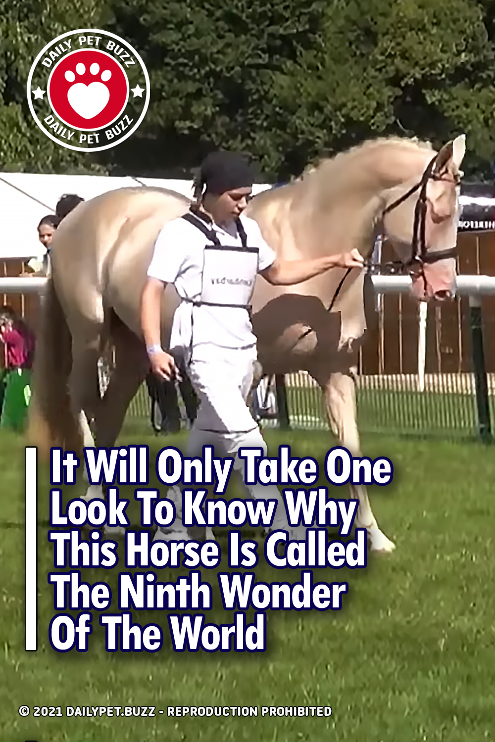 It Will Only Take One Look To Know Why This Horse Is Called The Ninth Wonder Of The World