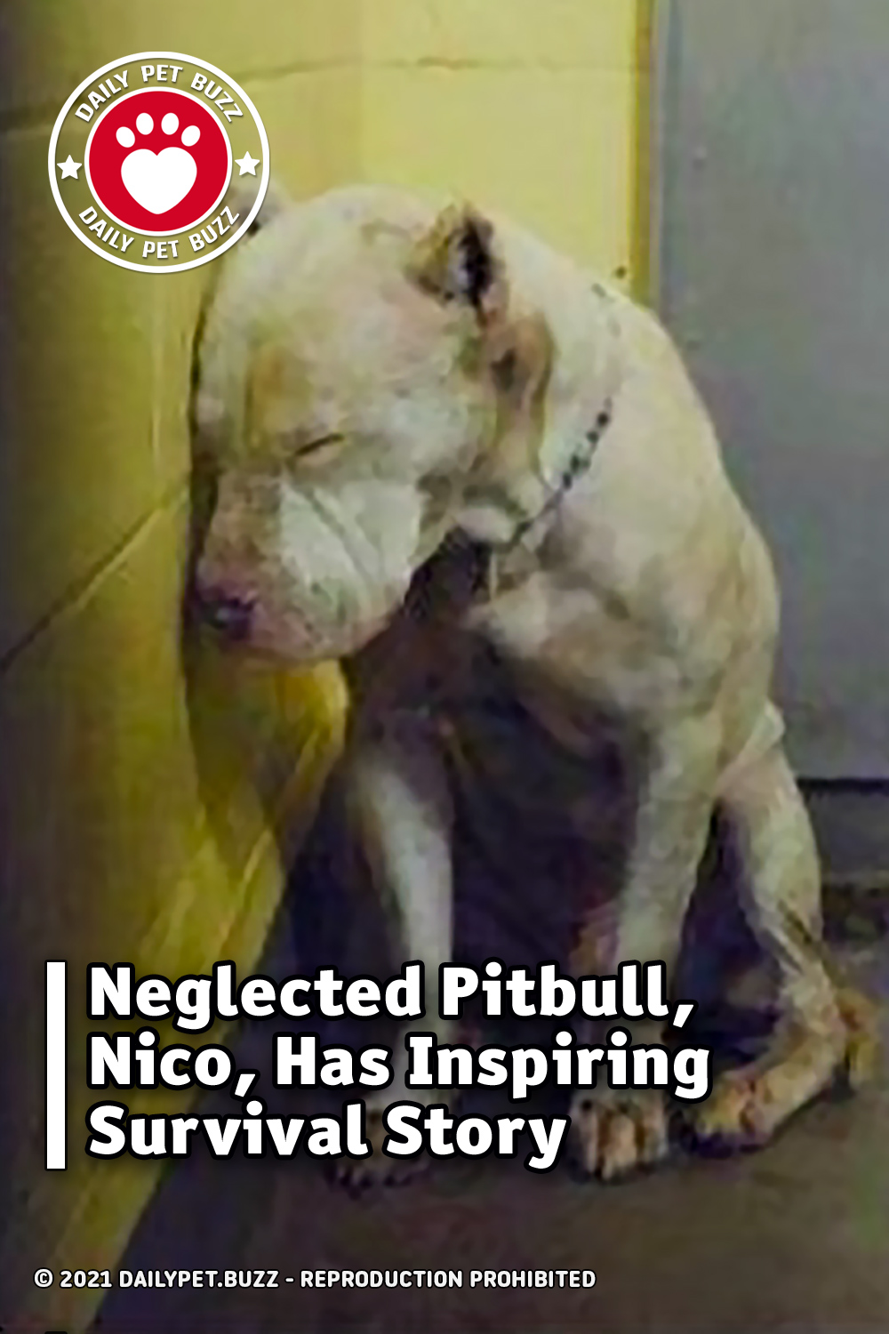 Neglected Pitbull, Nico, Has Inspiring Survival Story