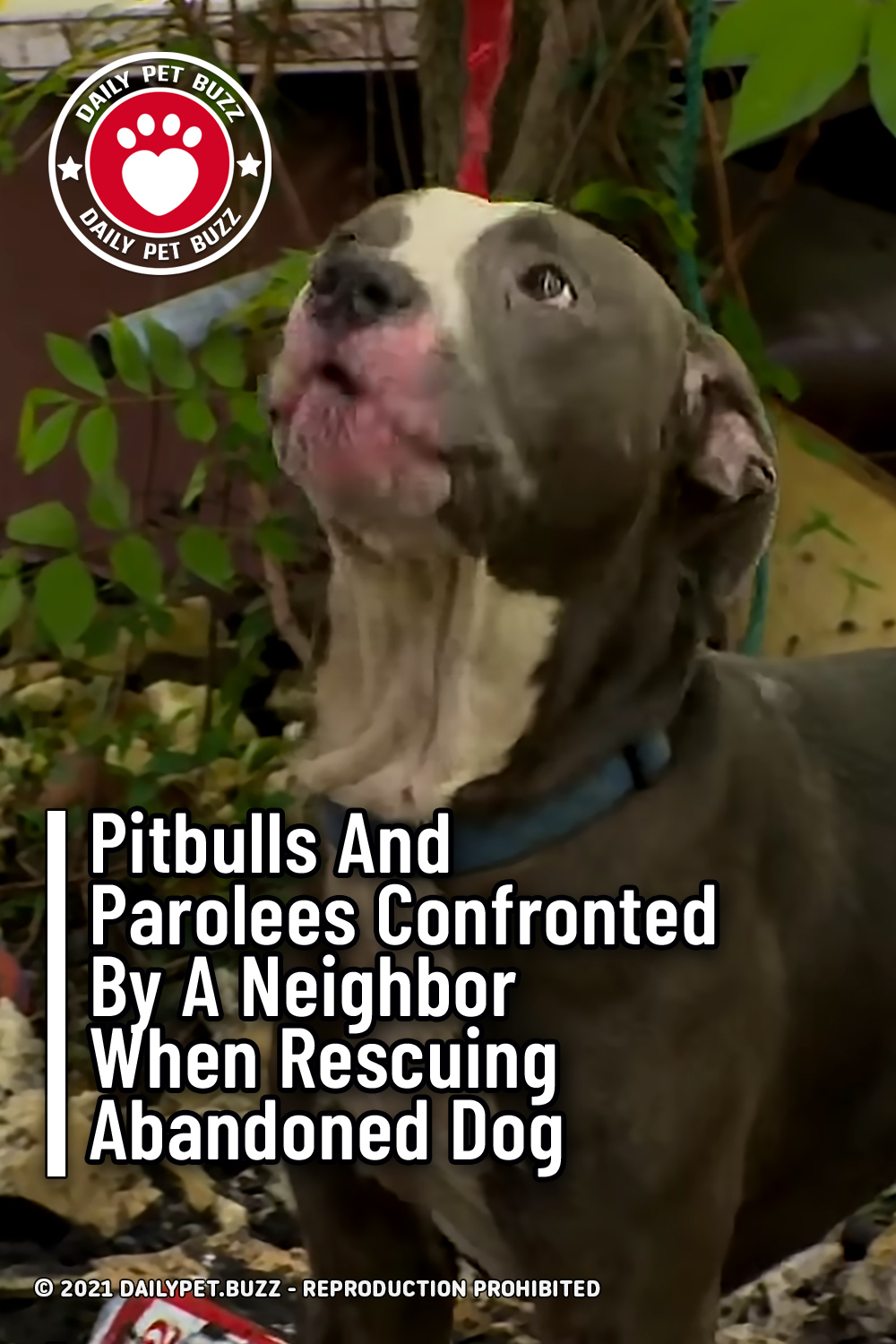 Pitbulls And Parolees Confronted By A Neighbor When Rescuing Abandoned Dog