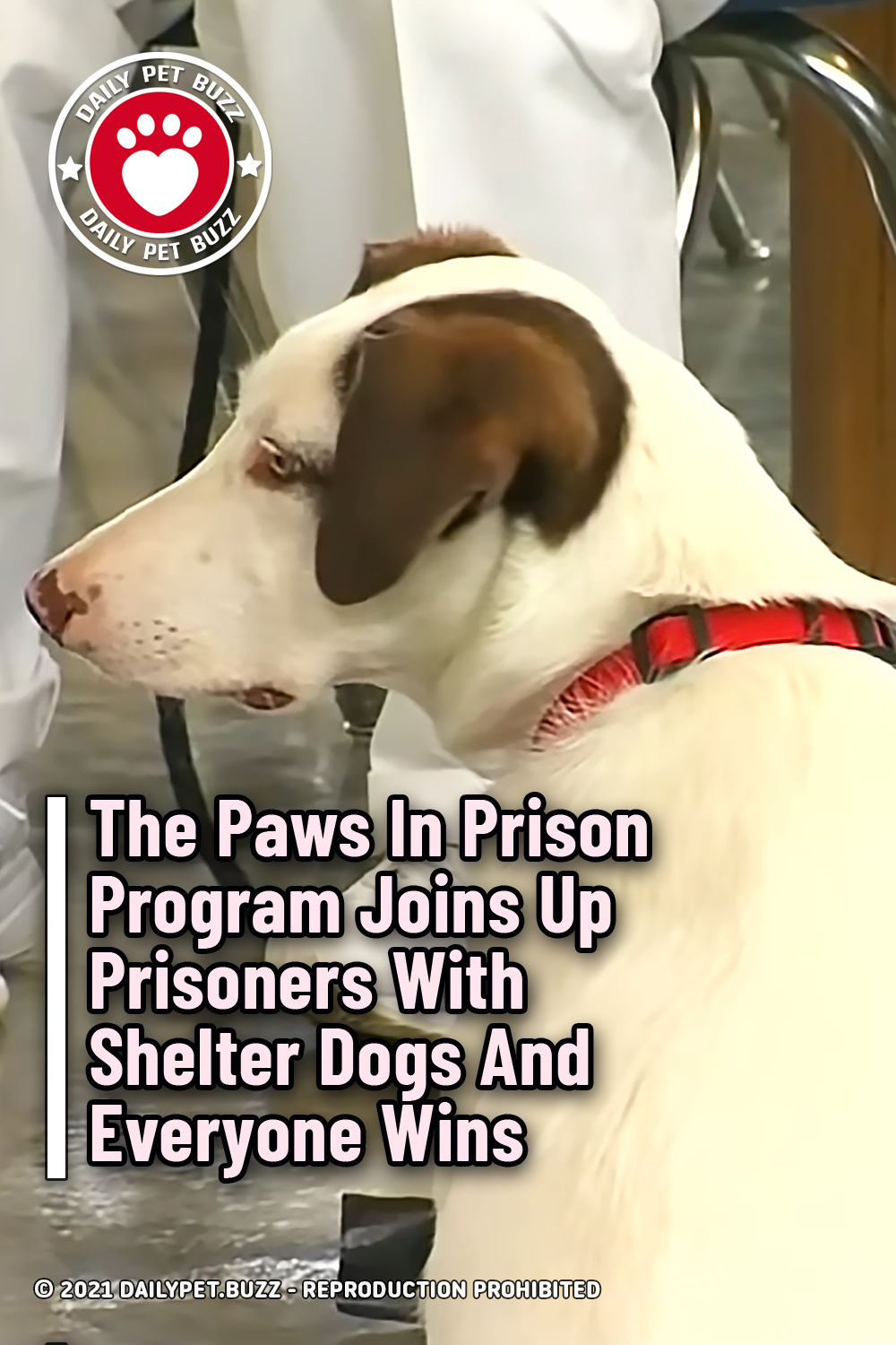 The Paws In Prison Program Joins Up Prisoners With Shelter Dogs And