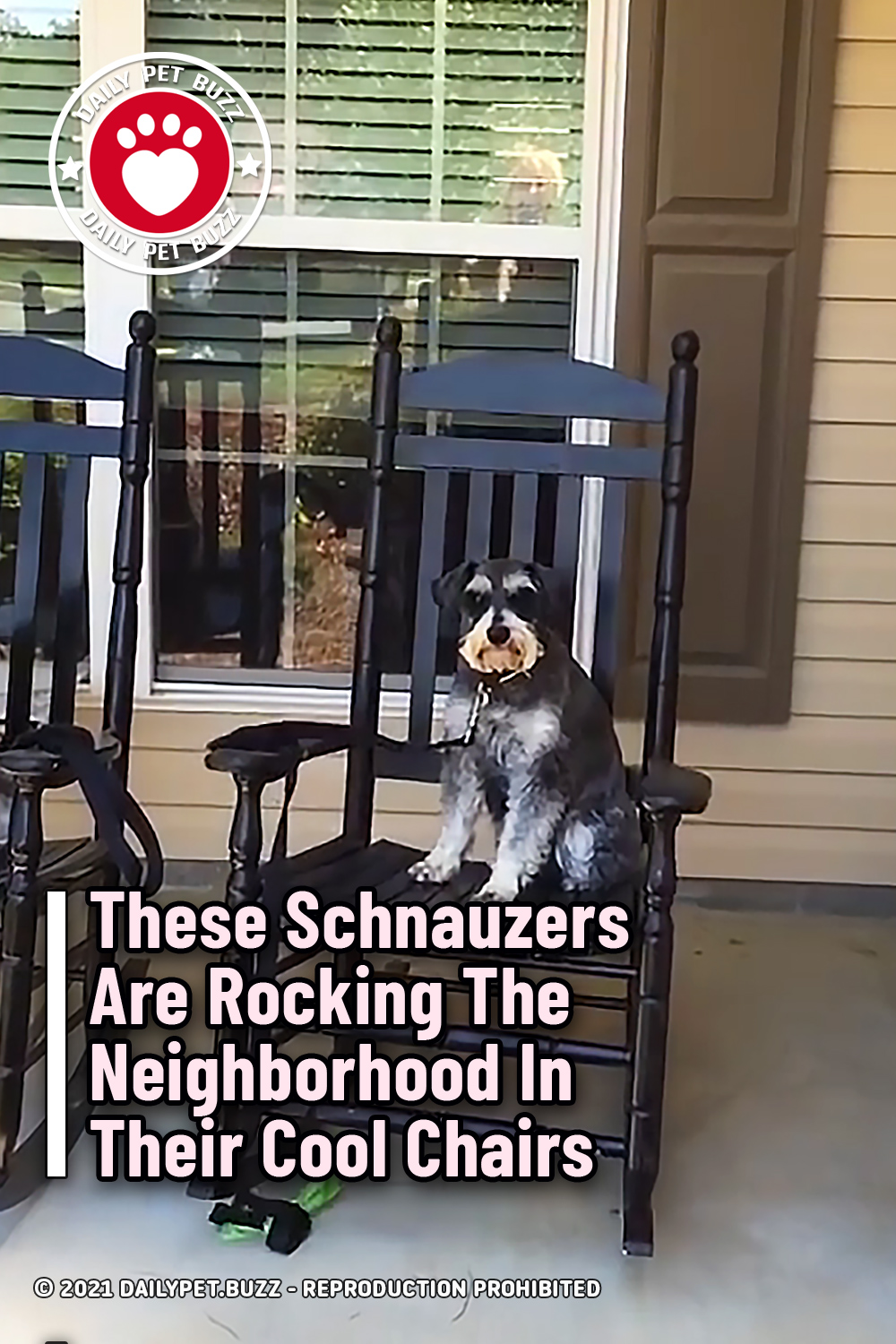 These Schnauzers Are Rocking The Neighborhood In Their Cool Chairs