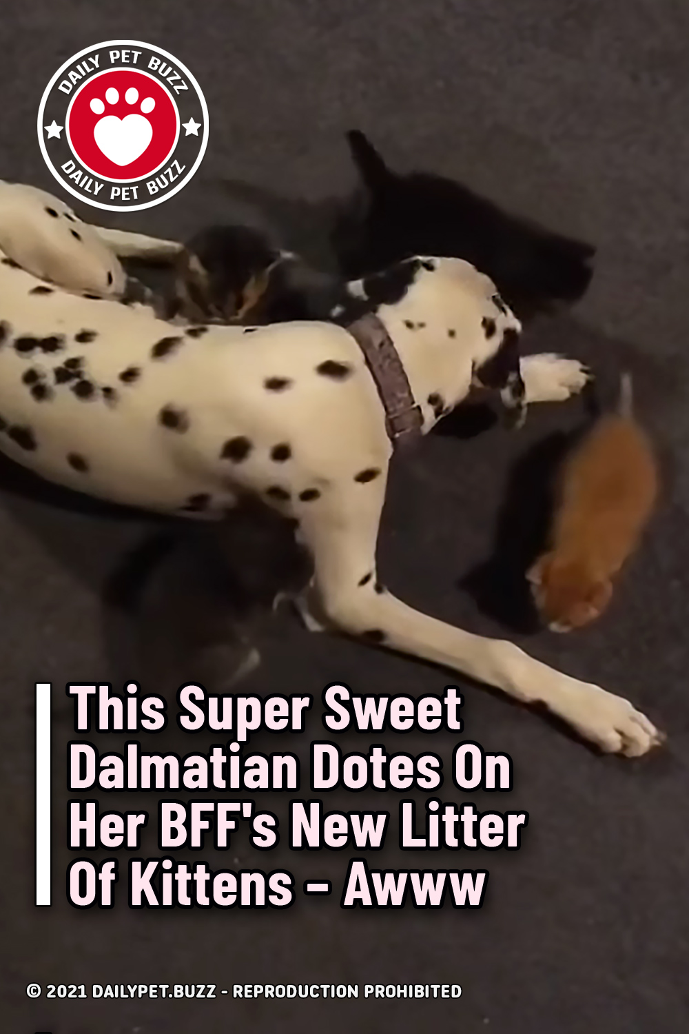 This Super Sweet Dalmatian Dotes On Her BFF\'s New Litter Of Kittens – Awww