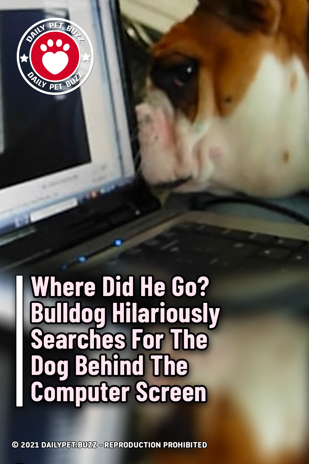 Where Did He Go? Bulldog Hilariously Searches For The Dog Behind The Computer Screen