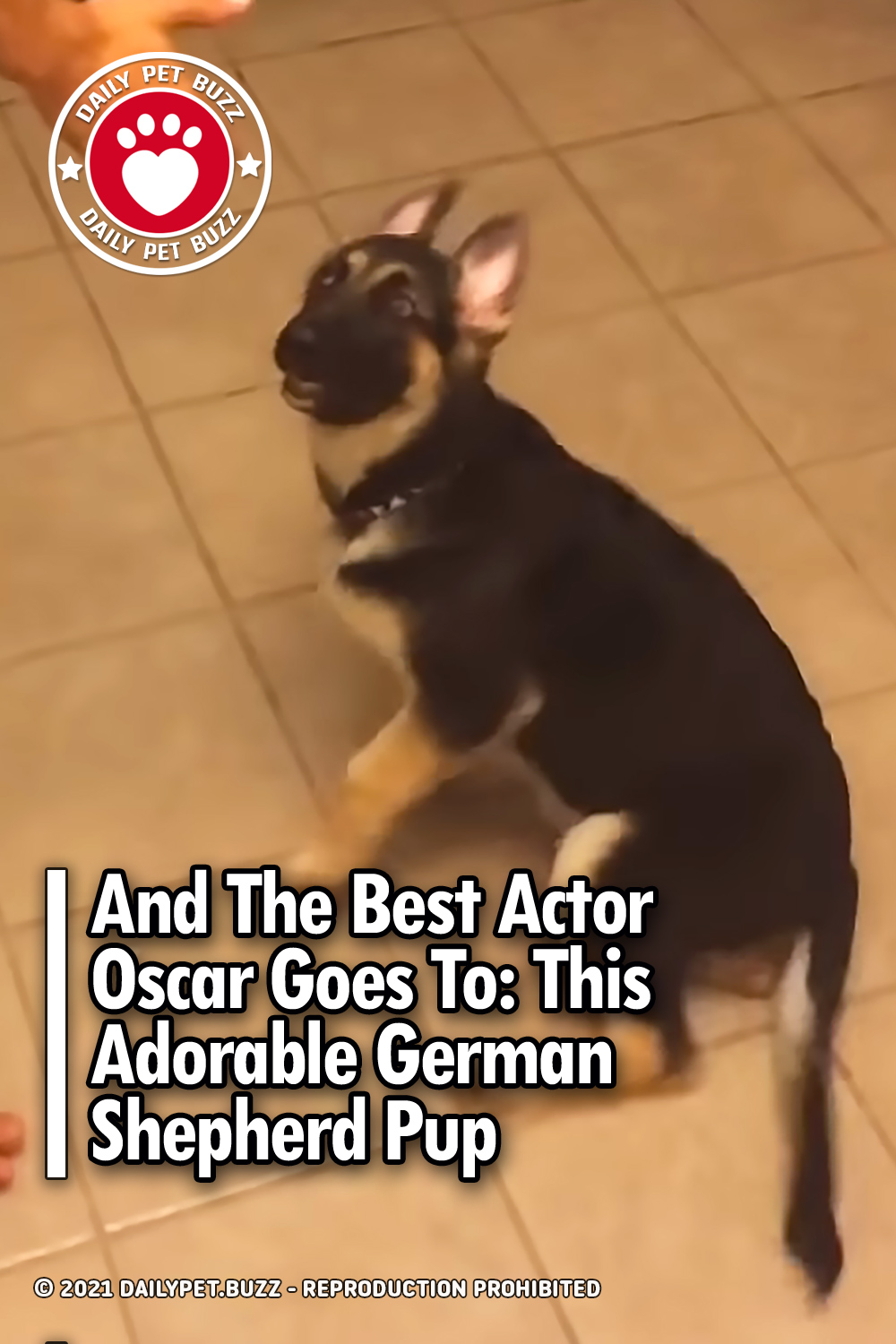 And The Best Actor Oscar Goes To: This Adorable German Shepherd Pup