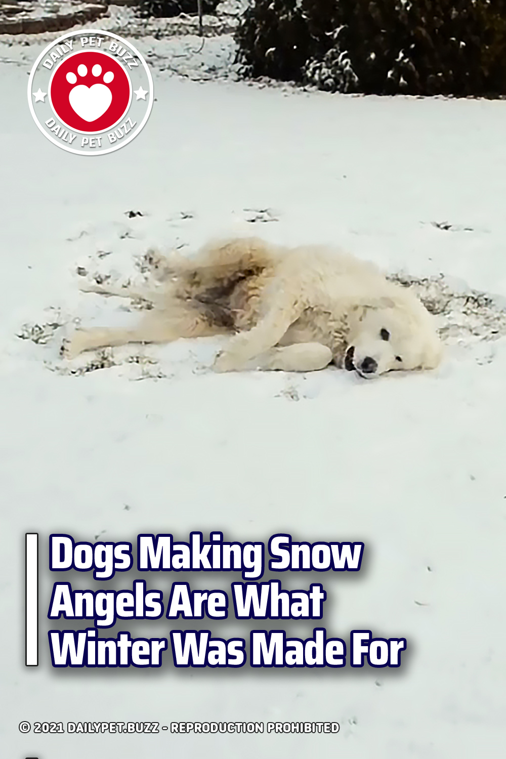 Dogs Making Snow Angels Are What Winter Was Made For
