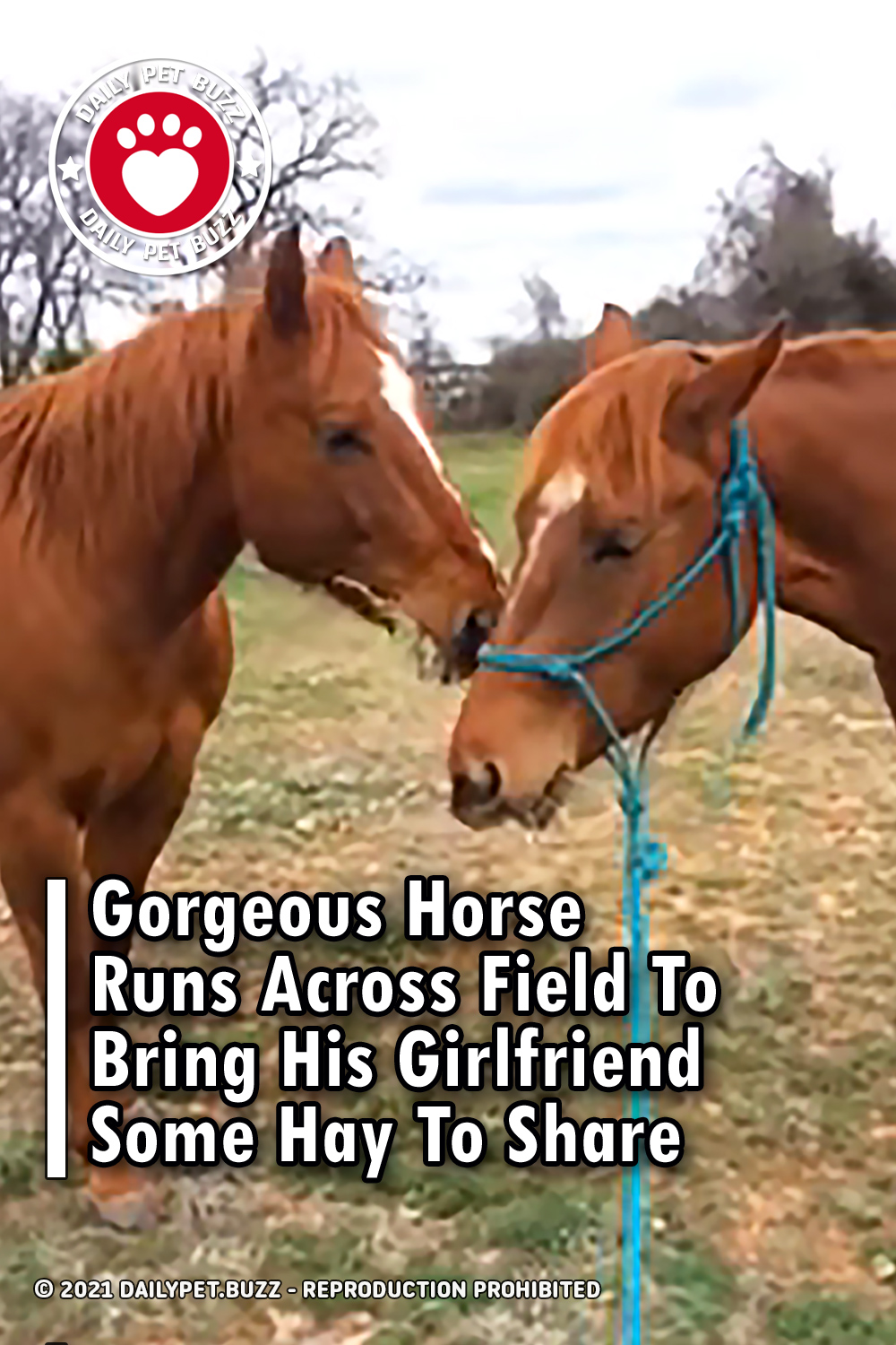 Gorgeous Horse Runs Across Field To Bring His Girlfriend Some Hay To Share