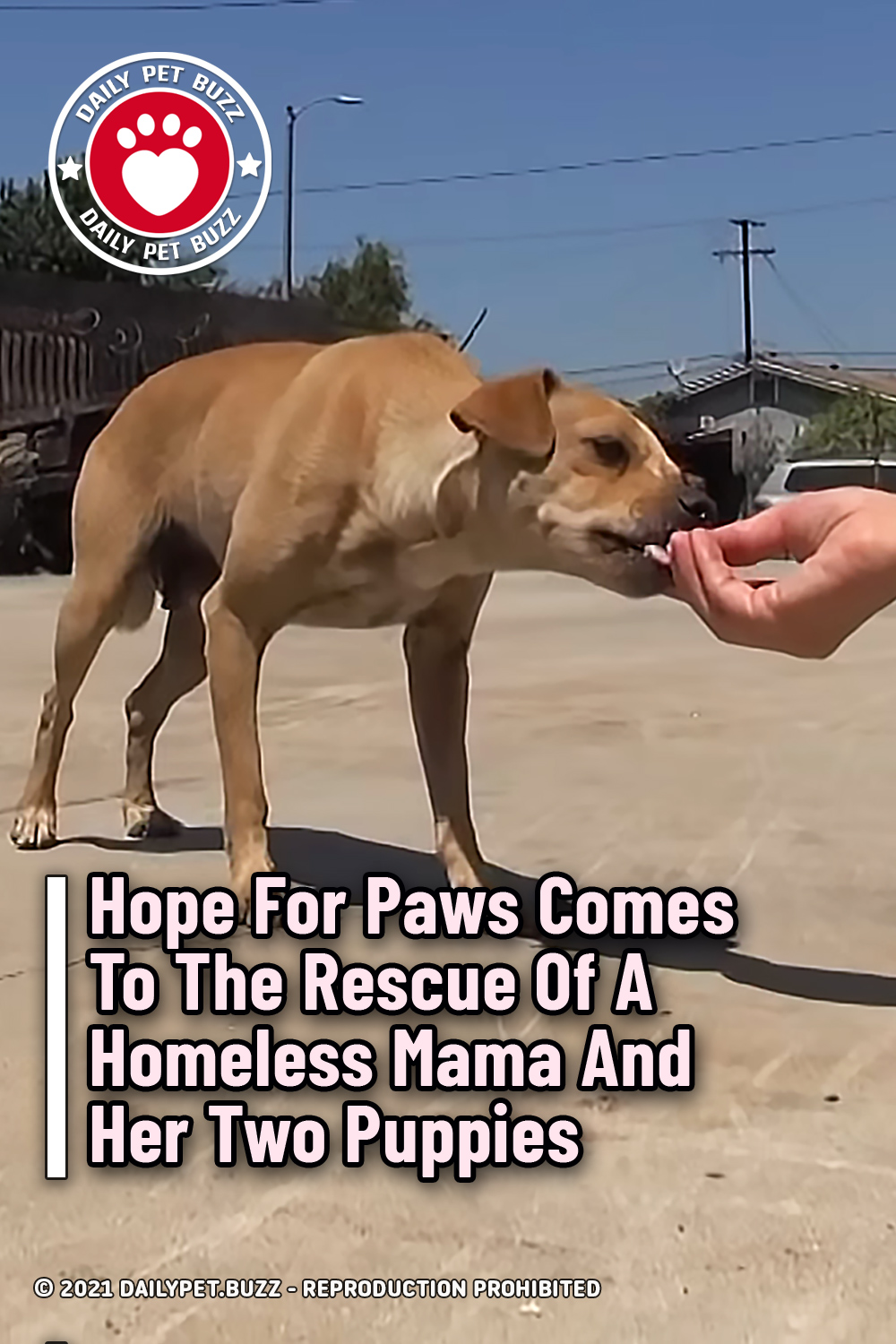 Hope For Paws Comes To The Rescue Of A Homeless Mama And Her Two Puppies