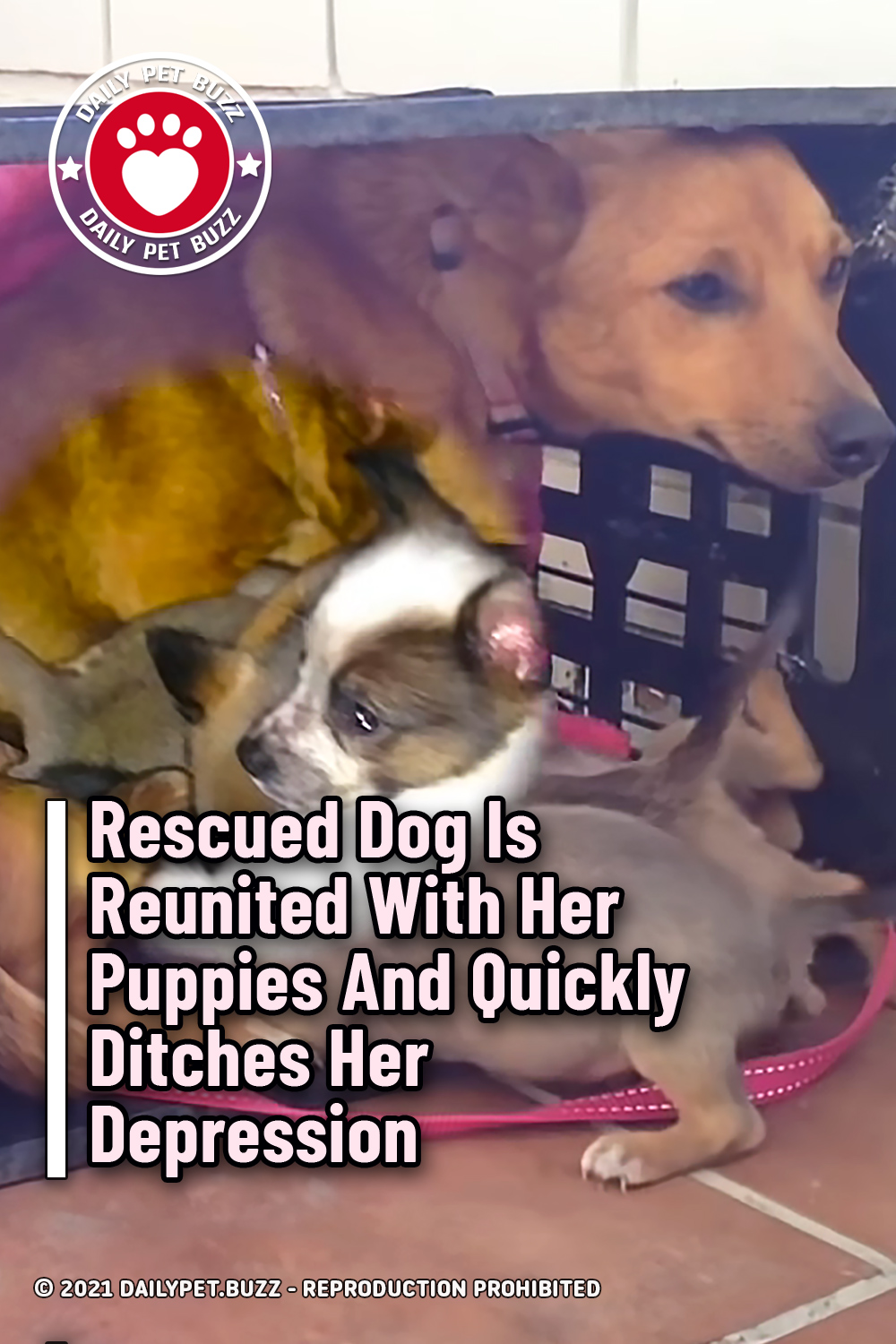 Rescued Dog Is Reunited With Her Puppies And Quickly Ditches Her Depression