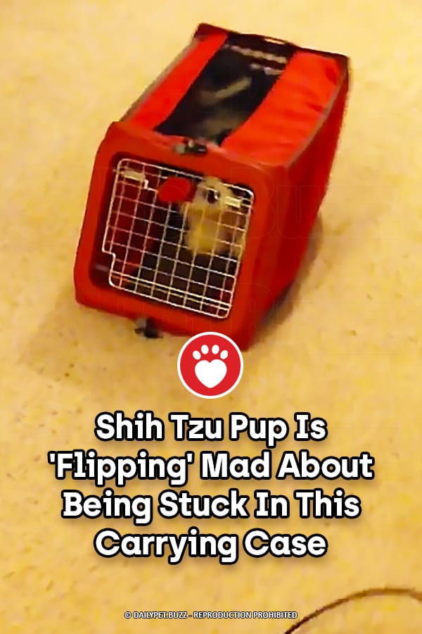Shih Tzu Pup Is \'Flipping\' Mad About Being Stuck In This Carrying Case