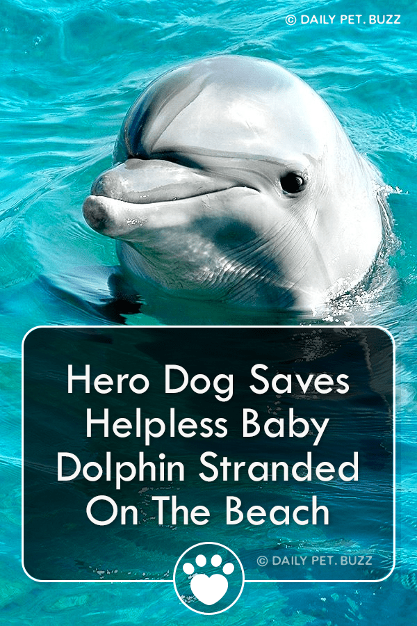 Hero Dog Saves Helpless Baby Dolphin Stranded On The Beach