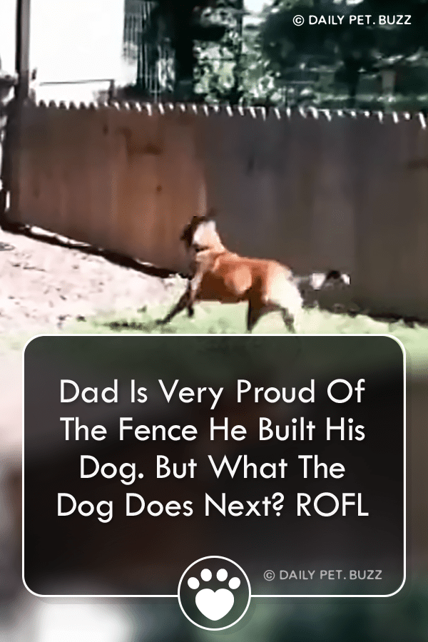 Dad Is Very Proud Of The Fence He Built His Dog. But What The Dog Does Next? ROFL