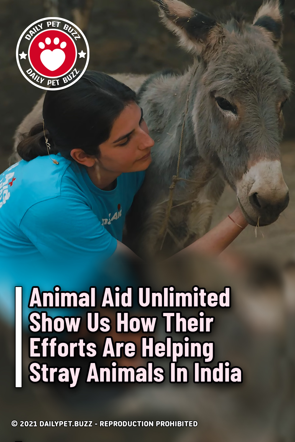 Animal Aid Unlimited Show Us How Their Efforts Are Helping Stray Animals In India