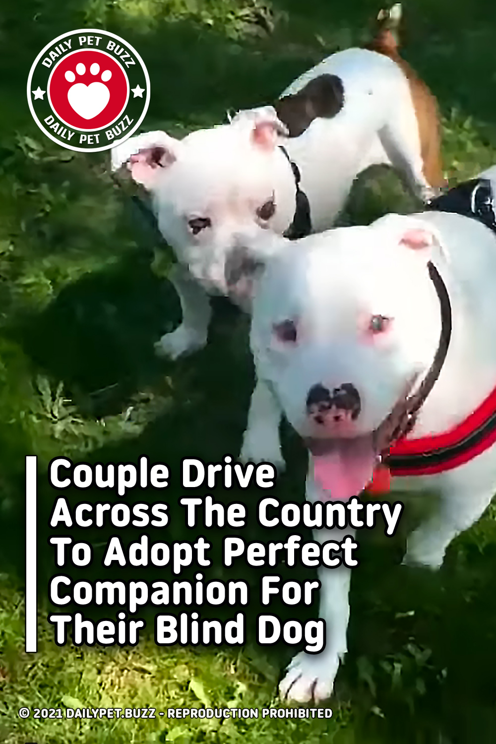 Couple Drives Across The Country To Adopt Perfect Companion For Their Blind Dog
