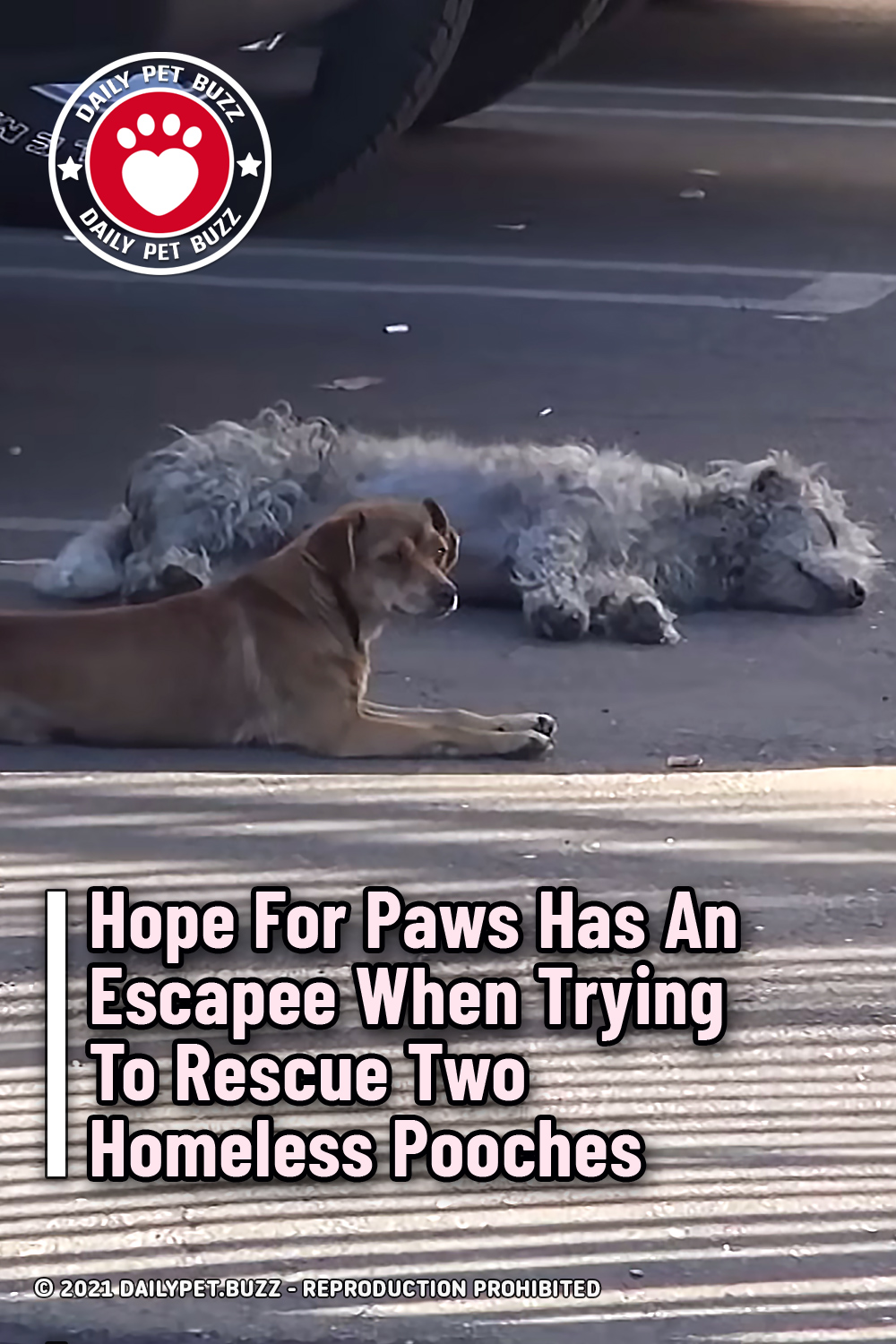 Hope For Paws Has An Escapee When Trying To Rescue Two Homeless Pooches