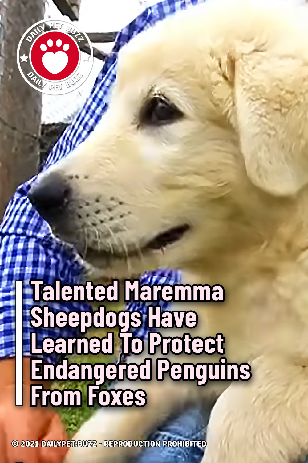 Talented Maremma Sheepdogs Have Learned To Protect Endangered Penguins From Foxes