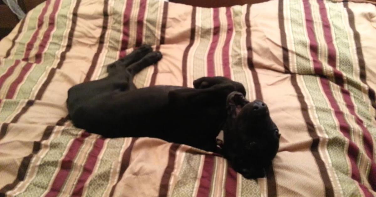 Puppy Woken Up At 3:30 AM – His Hilarious Reaction Has The Internet Doubled-Over With Laughter