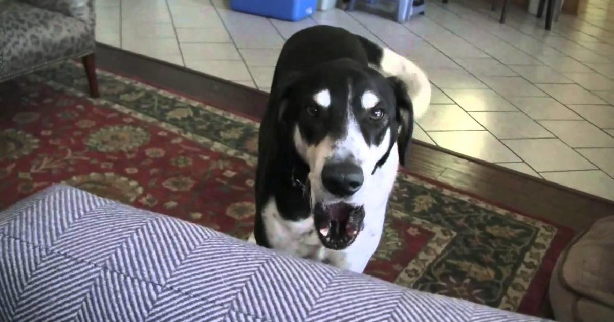 Man Tells His Dog That He Bought Them A Cat, Watch The Dog Respond… Funny!