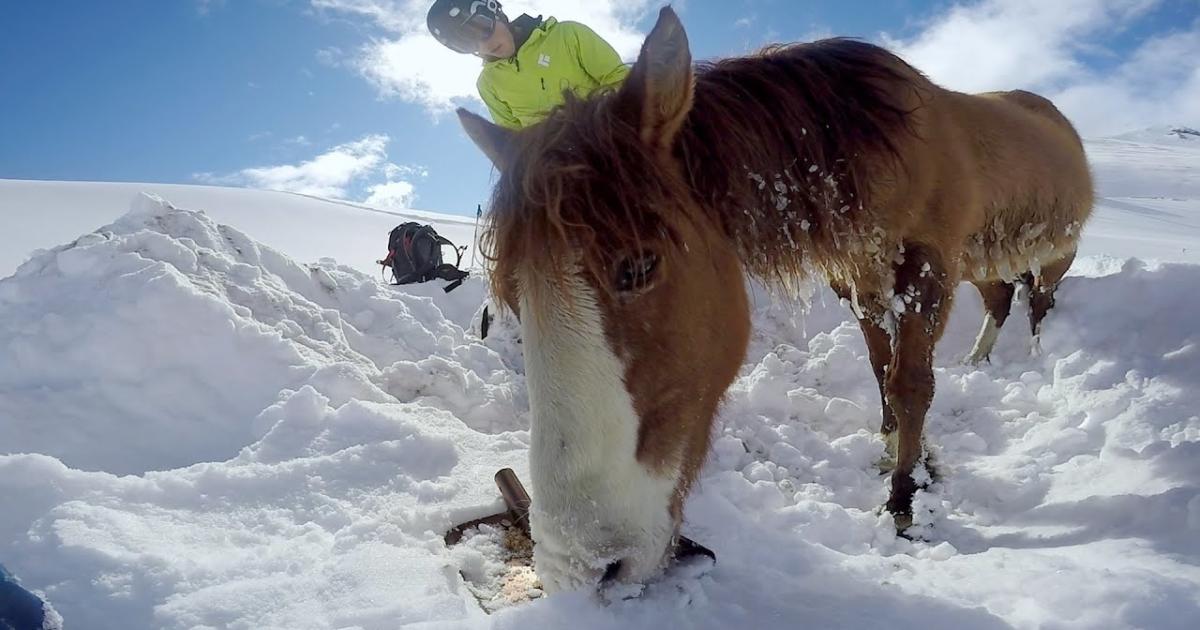 Snowboarder Saved A Stranded Horse In The Freezing Mountains. This Rescue Is Truly Inspiring