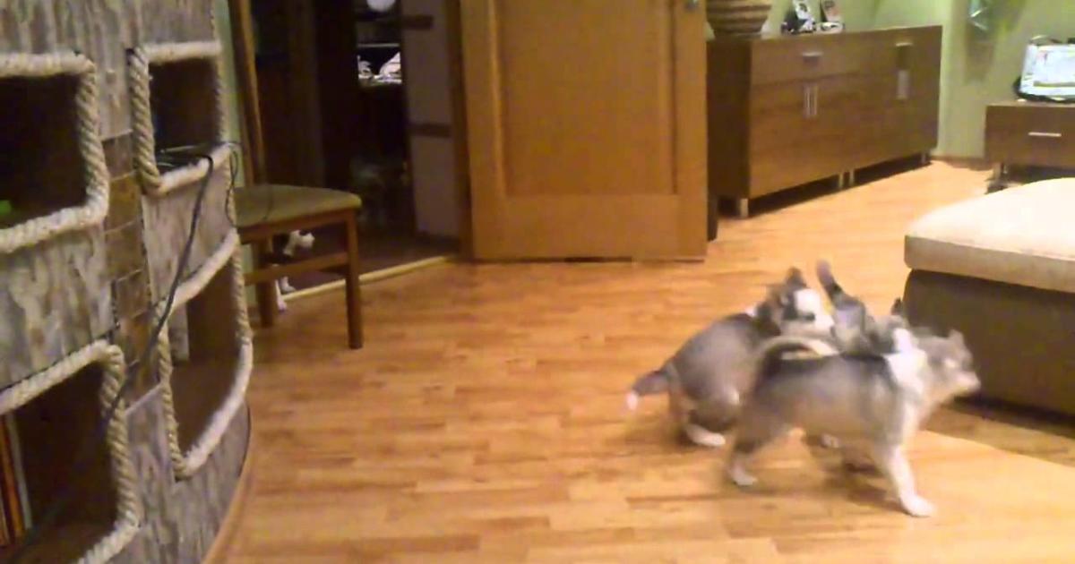When She Started Filming Her Dogs, She Wasn’t Expecting Them To Do Something This Crazy…