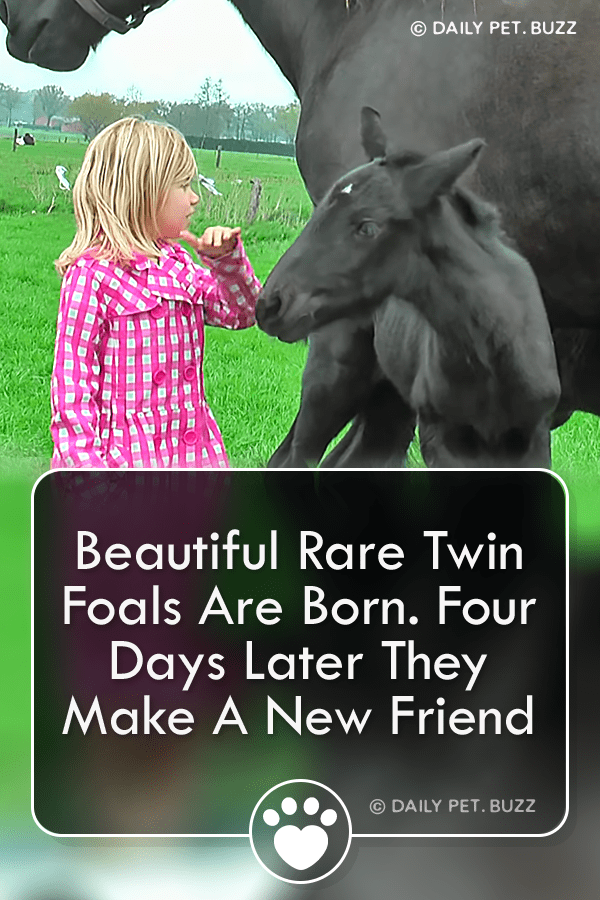 Beautiful Rare Twin Foals Are Born. Four Days Later They Make A New Friend