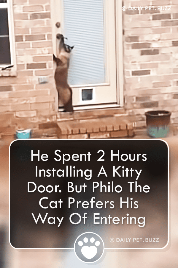 He Spent 2 Hours Installing A Kitty Door. But Philo The Cat Prefers His Way Of Entering