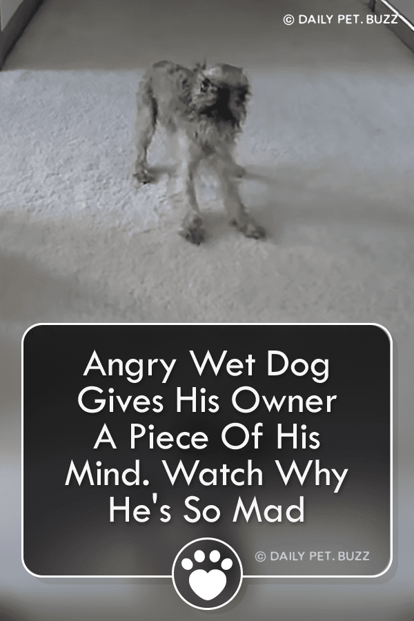 Angry Wet Dog Gives His Owner A Piece Of His Mind. Watch Why He\'s So Mad