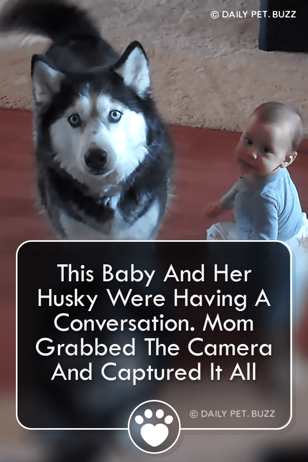 This Baby And Her Husky Were Having A Conversation. Mom Grabbed The Camera And Captured It All