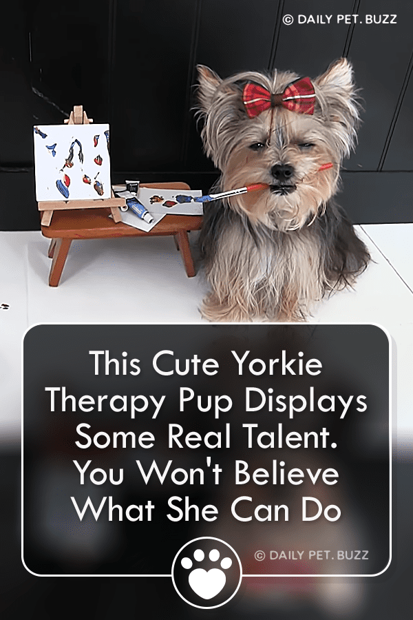 This Cute Yorkie Therapy Pup Displays Some Real Talent. You Won\'t Believe What She Can Do