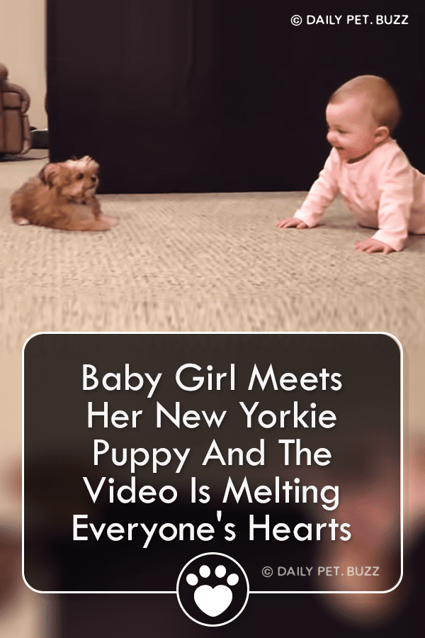Baby Girl Meets Her New Yorkie Puppy And The Video Is Melting Everyone\'s Hearts