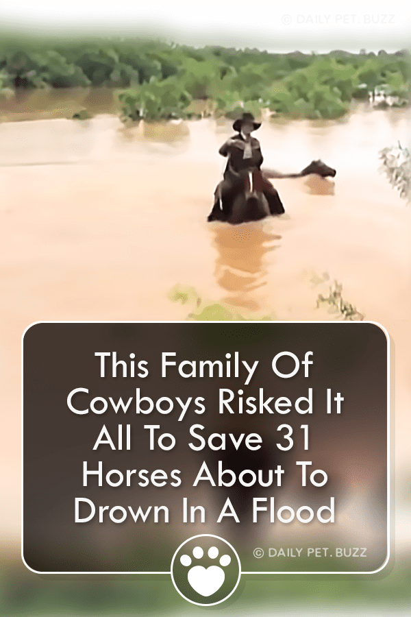 This Family Of Cowboys Risked It All To Save 31 Horses About To Drown In A Flood