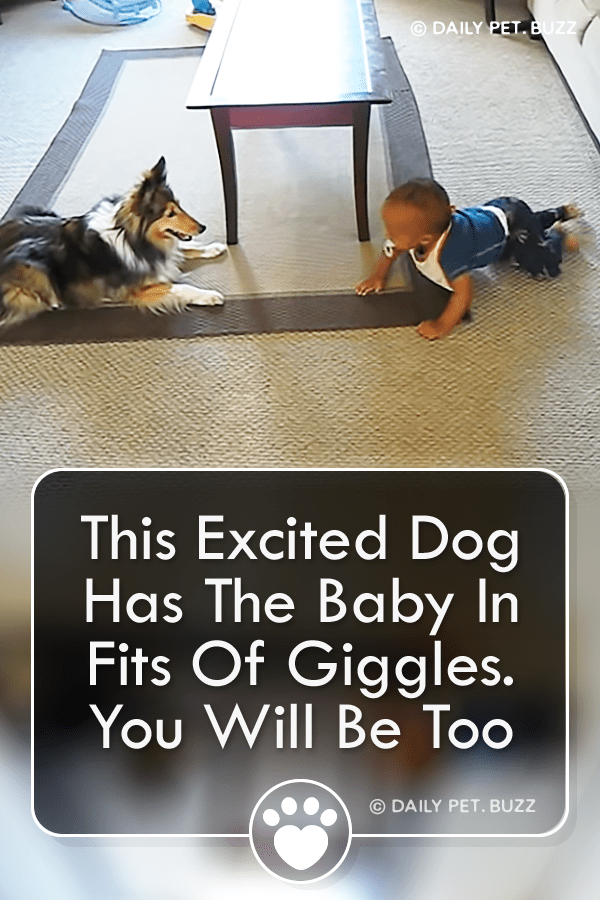 This Excited Dog Has The Baby In Fits Of Giggles. You Will Be Too